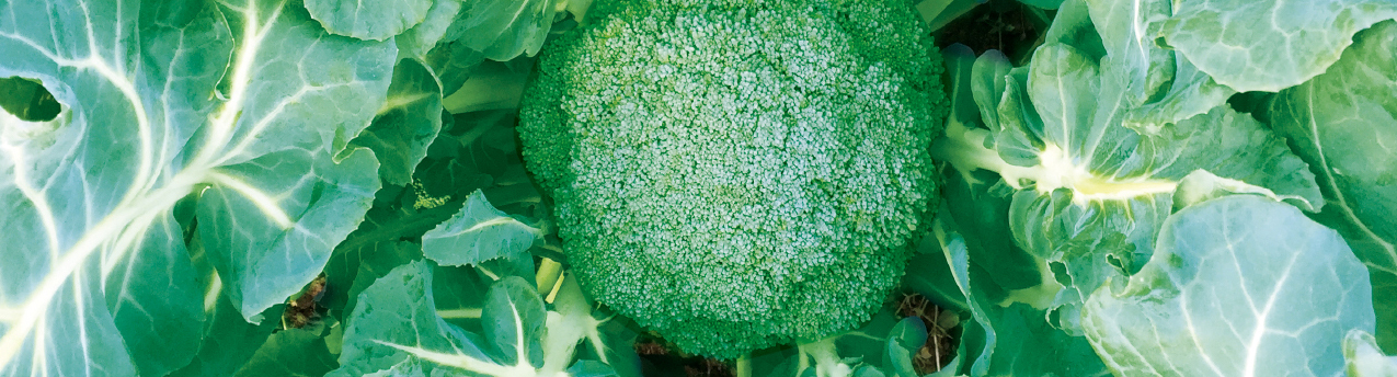 cultivationbroccoli