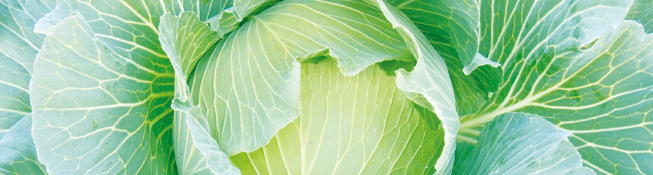 cultivationcabbage